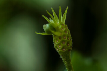 Macro lantana senza fiori