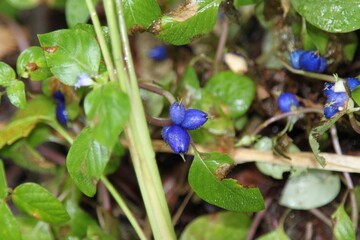 Wild berries in the Monteverde park in Costa Rica