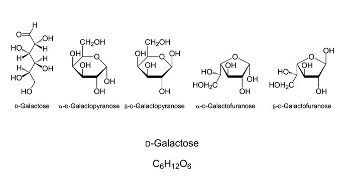 Galactose, Gal, monosaccharide, chemical structure. Simple sugar. Natta projection of open-chain D-Galactose. Haworth projection of four cyclic isomers with pyranose and furanose rings. Vector.