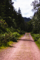 old dirt road in the woods