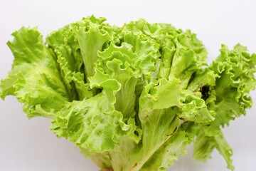 グリーンリーフ