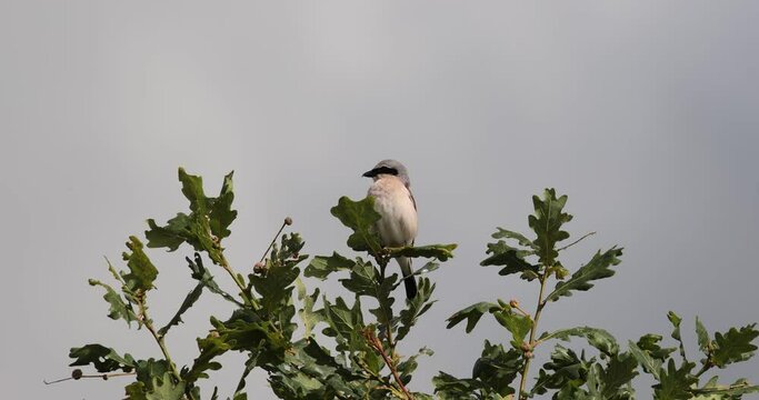 pie-gri&egrave;che &eacute;corcheur m&acirc;le (lanius collurio) pos&eacute; sur un ch&ecirc;ne