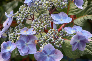 Beautiful  hydrangea light blue flowerhead, great ornamental plant for garden and balcony