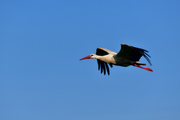 flying stork