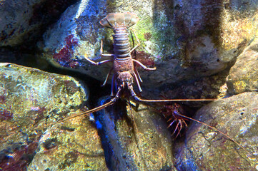 水中の岩の隙間に隠れる用心深いイセエビ達