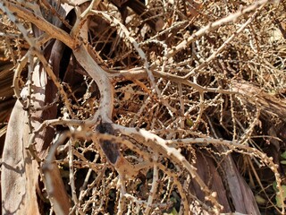 close up of a tree bark