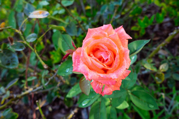 Pink Rosa chinensis flower with green leaf	