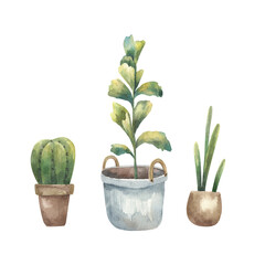 set of cacti, house plants and succulents watercolor illustration on a white background
