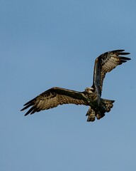 Osprey in flight