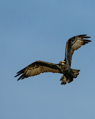 Osprey in flight