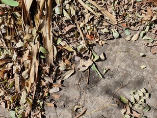 leaves on the ground