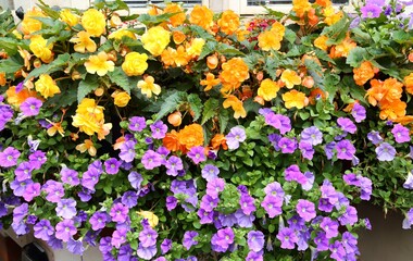 Surfinias and begonias.