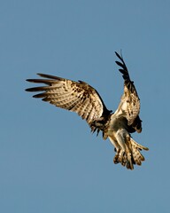 Osprey in flight