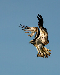 Osprey in flight