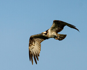 Osprey in flight