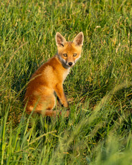 Red fox