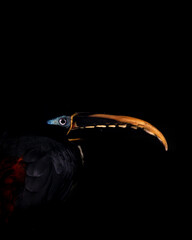 Chestnut-eared aracari © Marcel Rudolph-Gajda