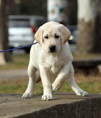 a yellow labrador in the park