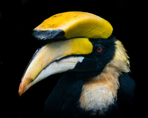 Hornbill