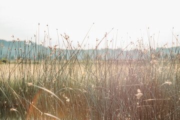 River Grass (ii) (Wedding Stationery)