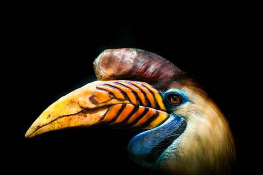 Knobbed Hornbill