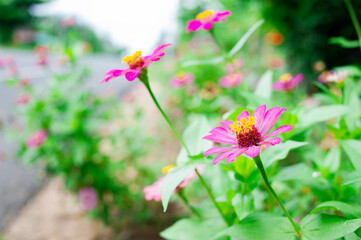 Zinnia flowers are bright, beautiful and have yellow stamens.