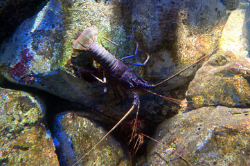 水中の岩の隙間に隠れる用心深いイセエビ達