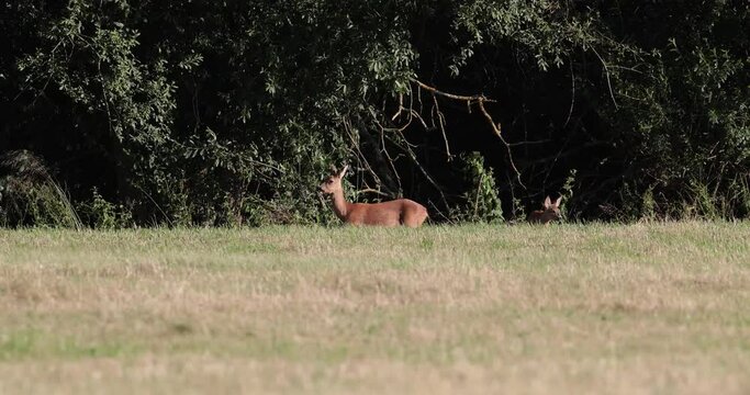 chevreuil avec son jeune (capreolus capreolus) dans une prairie fauch&eacute;e le long d'une haie 