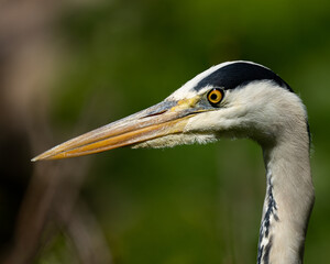 Heron