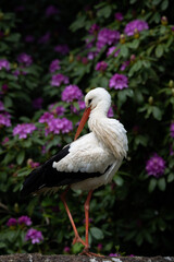 Stork