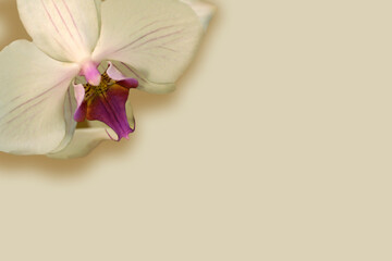 Orchard on Off-White Place Card