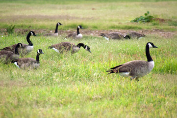 Obraz na płótnie Canvas Canadain Geese Stop To Graze in Tall Grass
