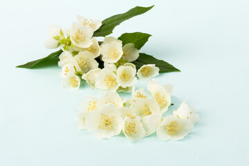 Blooming Jasmine flowers isolated on blue background, close up