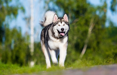 dog for a walk in summer