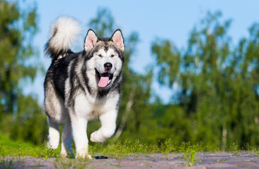 dog for a walk in summer