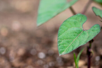 Green Bean Leaf