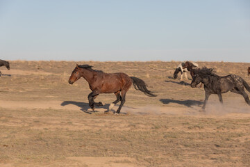 Wild Horses in Spring in the Utah Desert 