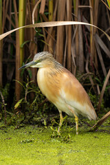 Crabier chevelu, Héron crabier, Ardeola ralloides, Squacco Heron