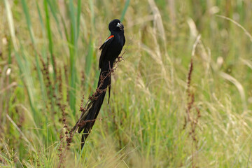 Euplecte à longue queue,.Euplectes progne, Long tailed Widowbird, Afrique du Sud