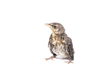 song thrush white background
