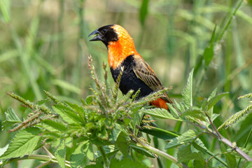 Euplecte ignicolore,.Euplectes orix, Southern Red Bishop, Afrique du Sud
