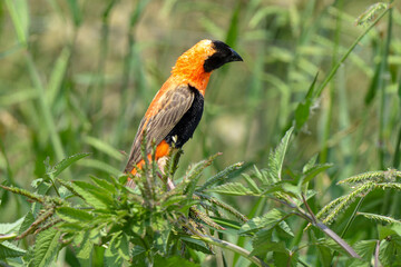 Euplecte ignicolore,.Euplectes orix, Southern Red Bishop, Afrique du Sud
