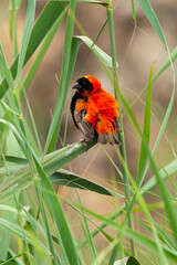 Euplecte ignicolore,.Euplectes orix, Southern Red Bishop, Afrique du Sud