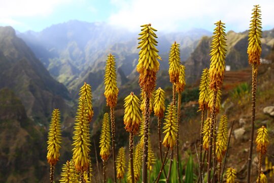 Yellow flowers and mountains