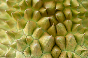texture, pattern skin durian is the king of fruit. thorn and rough.
