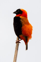 Euplecte ignicolore,.Euplectes orix, Southern Red Bishop, Afrique du Sud