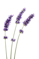 Three fresh lavender isolated on white background .Studio shot. 