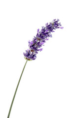 One fresh lavender isolated on white background.Studio shot