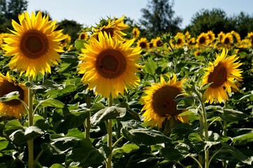 Un champ de tournesols.