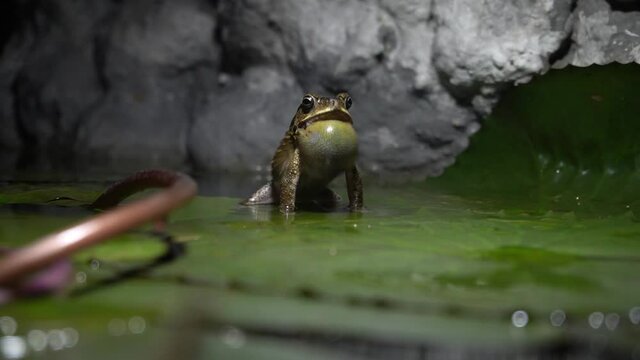 Duttaphrynus melanostictus is one of the common toads found in open areas along river banks. A toad resting at the waterlily pond.       